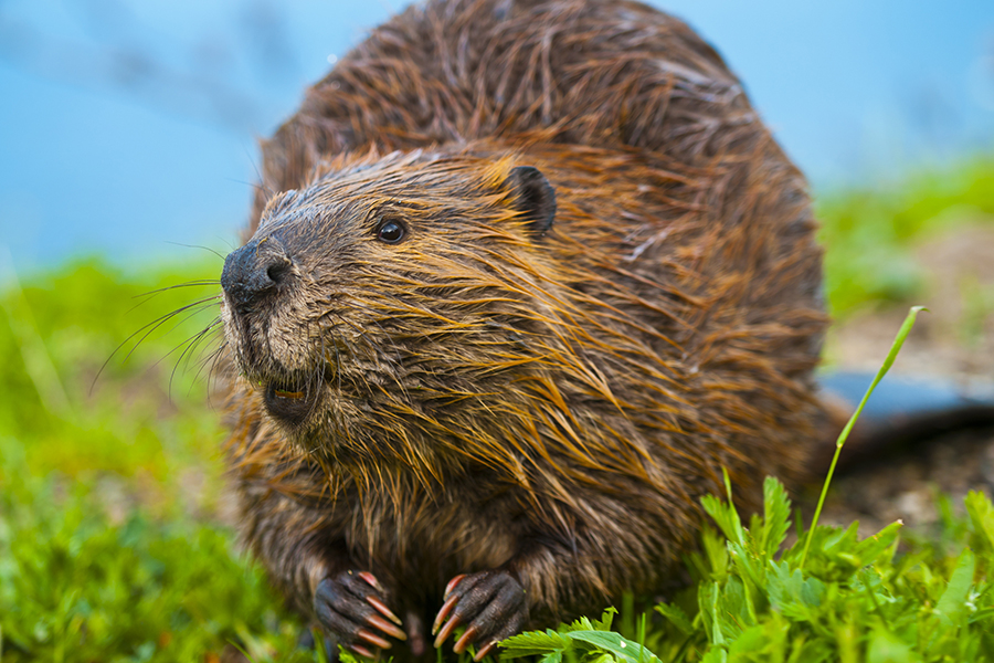 Beaver