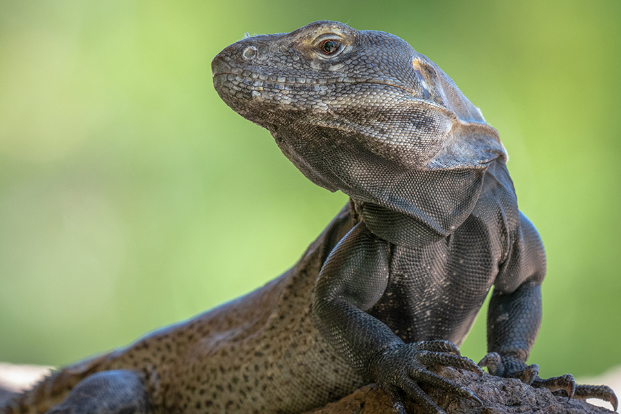 Chuckwalla Lizard