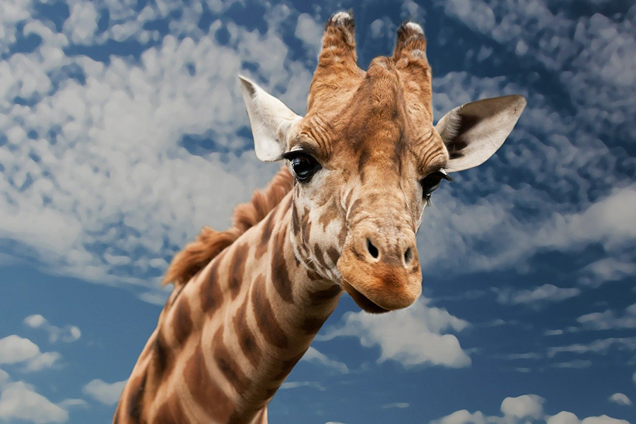 Giraffe