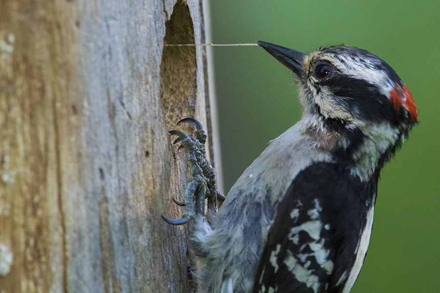 Woodpecker