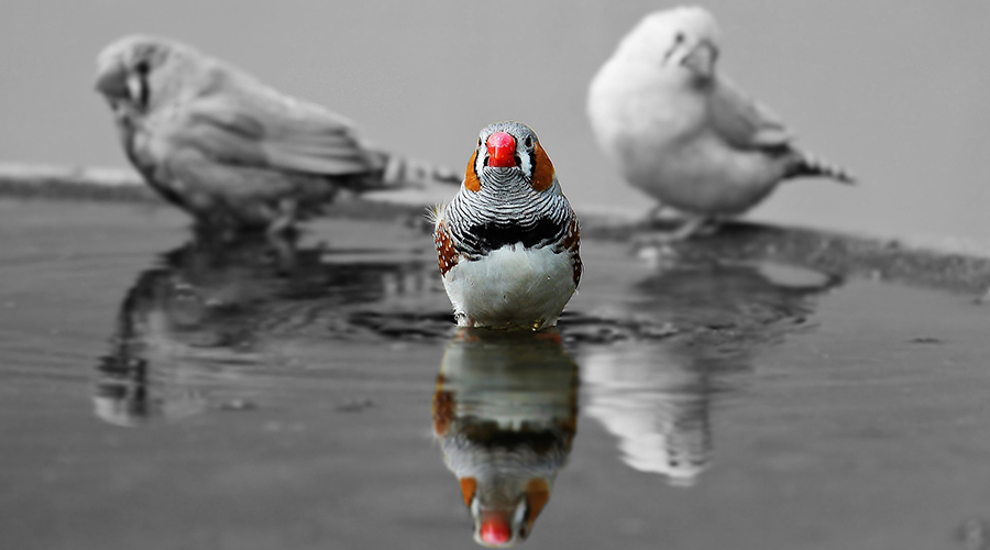 Galapagos Finches
